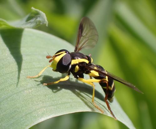 Philhelius pedissequus